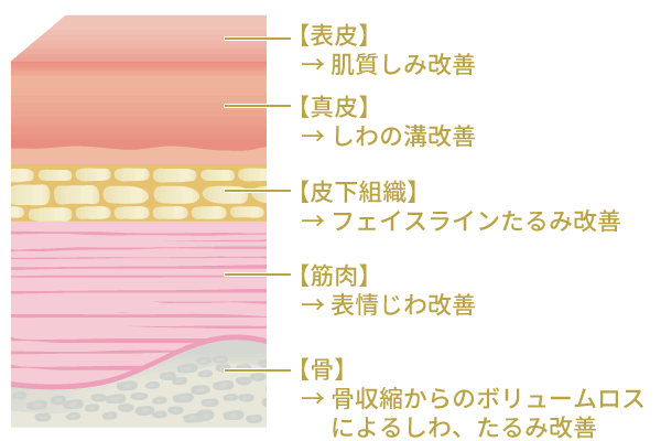 顔を構成する5つの層