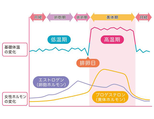 エストロゲンとプロゲステロンに関連するグラフ