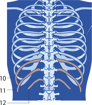 第10・11・12 肋骨のアーチイメージ