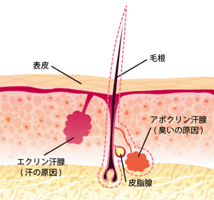 臭いの仕組み