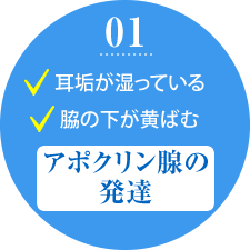 1.耳垢が湿っている 脇の下が黄ばむ アポクリン腺の発達